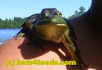 /home//u458753944/public_html/sourcegallery//////////////Frogs/More bullfrogs/frog shoulder cropped.jpg